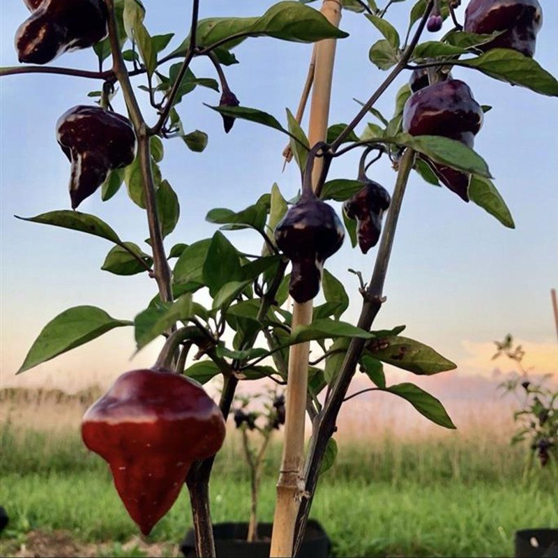 Purple UFO Pepper.01