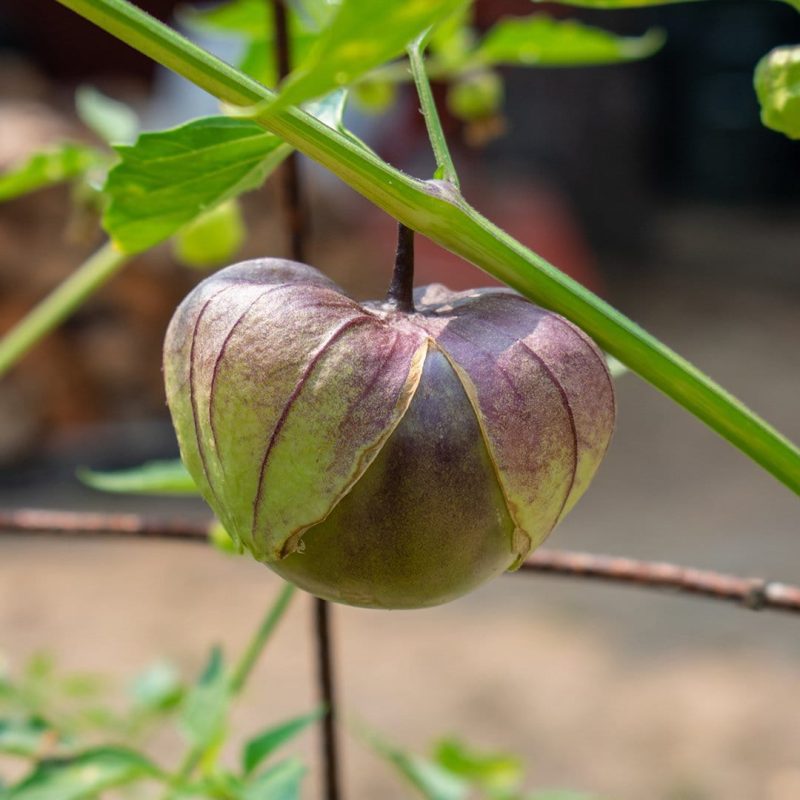 PurpleTomatillo