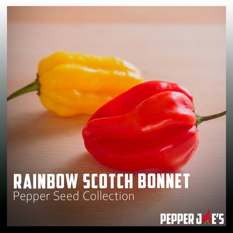 RainbowScotchBonnetPepperSeedCollection