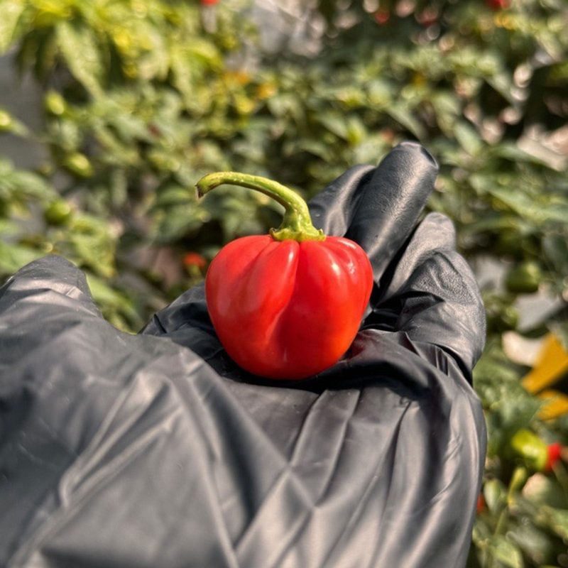 Red Savina Habanero Fresh Peppers.02