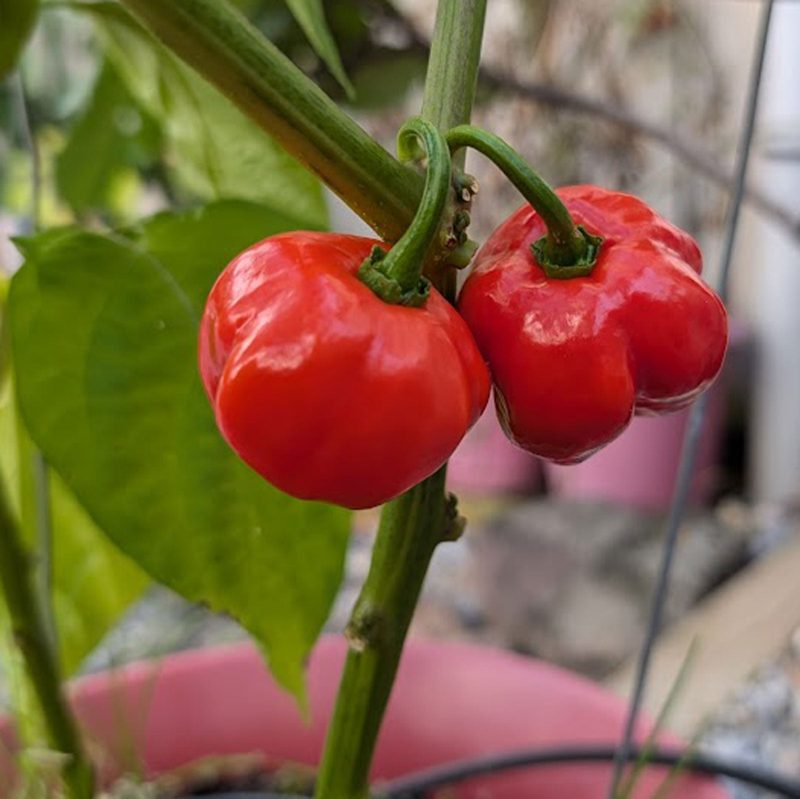 Red Savina Habanero Pepper.03