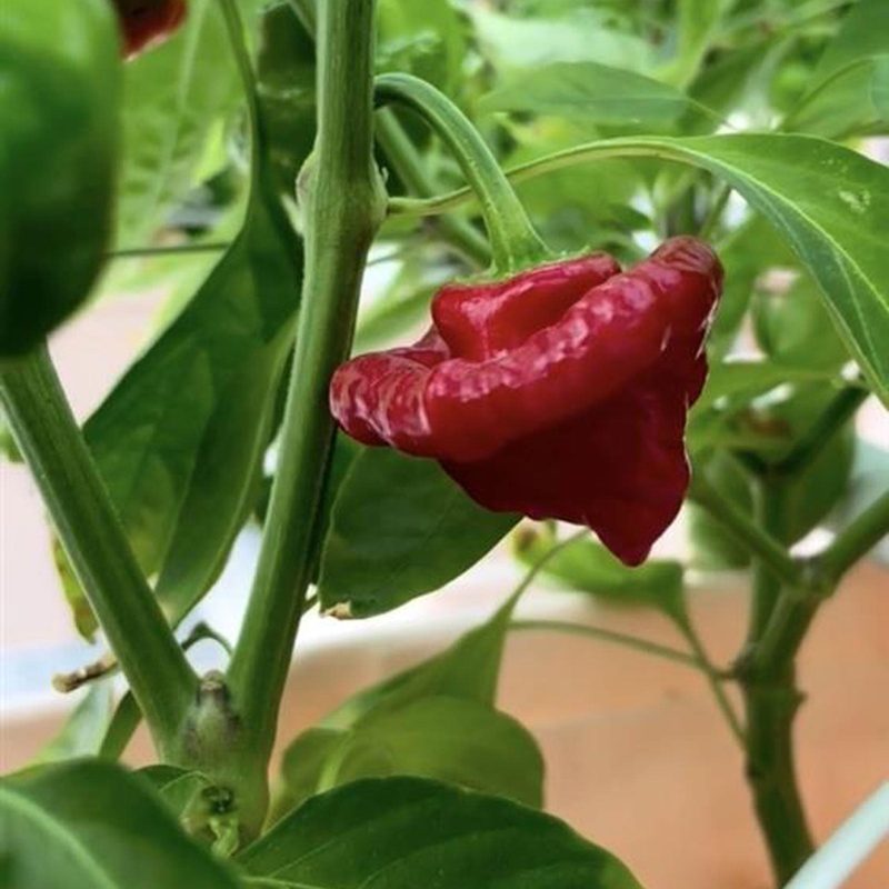 Red Scotch Bonnet Pepper.01