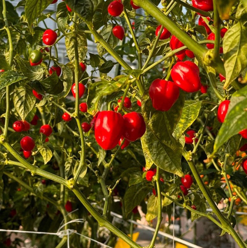 Red Savina Habanero Pepper.02