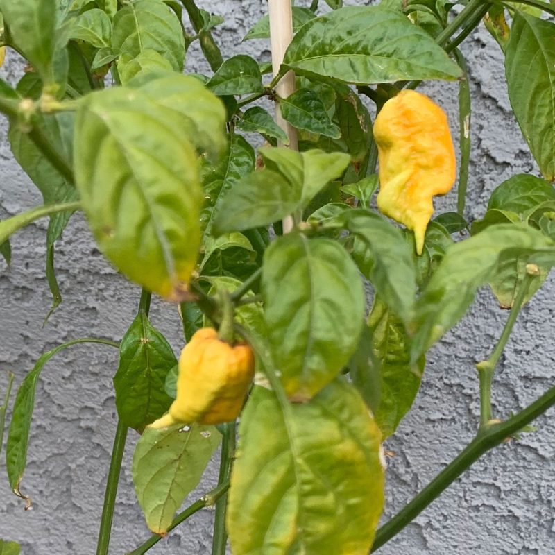 T Rex Yellow Pepper.02