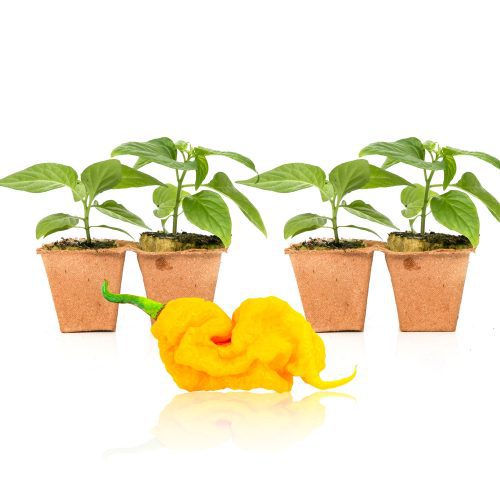 Pepper Joe's T-Rex Yellow seedlings for sale