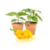 Pepper Joe's T-Rex Yellow pepper plants for sale