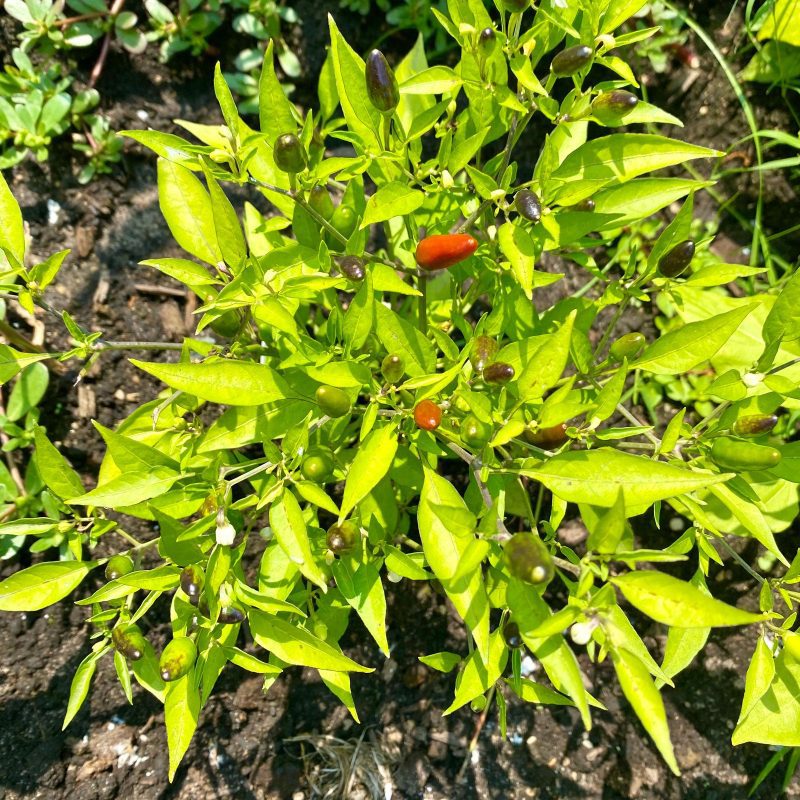 Thai Hot Peppers.02