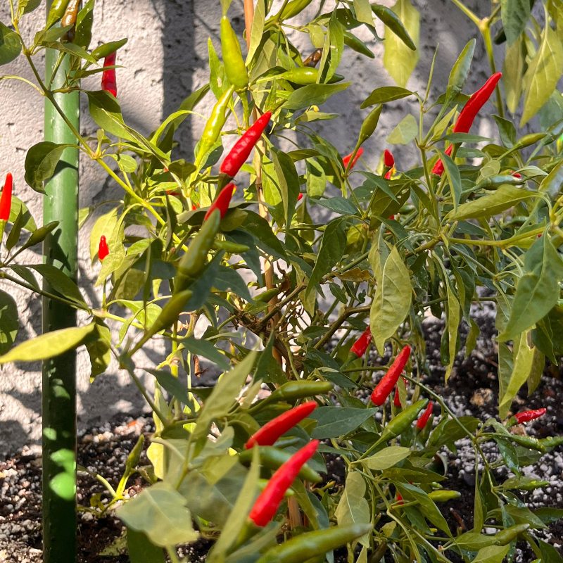 Thai Super Hot F1 Pepper.01