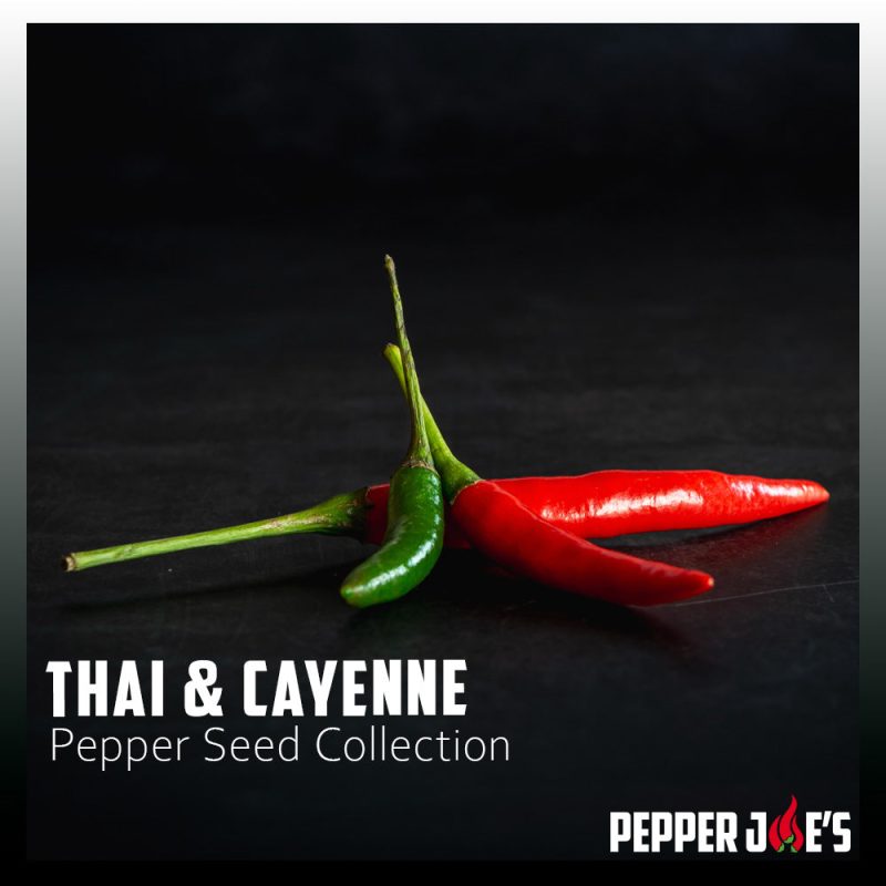 Thai Cayenne Pepper Seed Collection