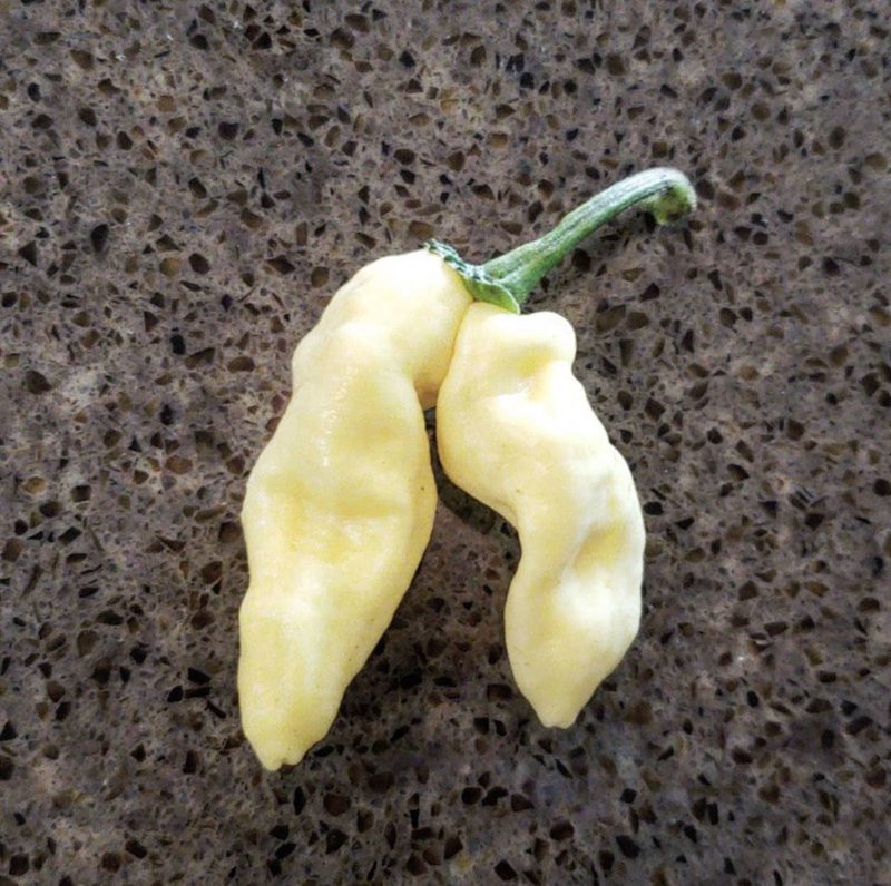 White Devils Tongue Pepper.01