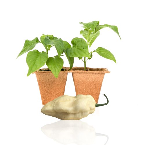 Pepper Joe's White Ghost pepper plants for sale