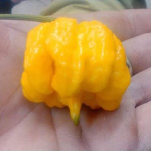 YELLOW REAPER hot pepper pepper joes