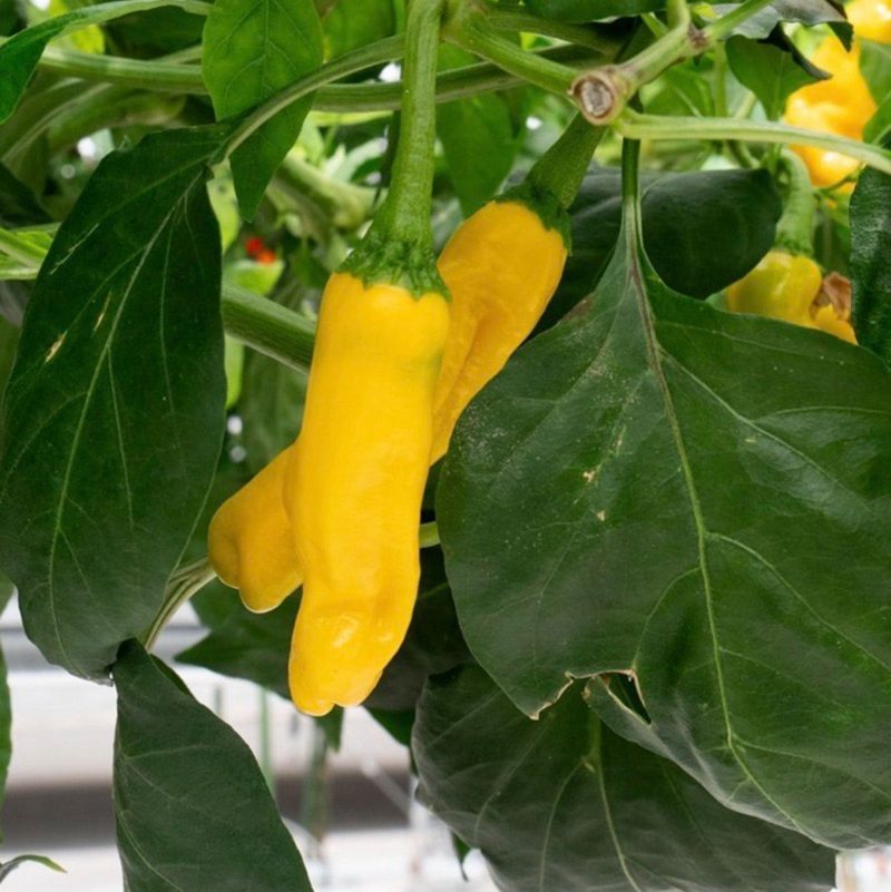 Yellow Peter Pepper.01