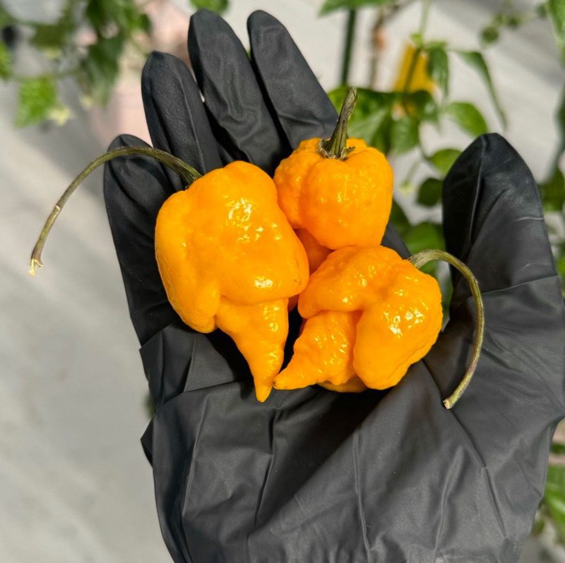 Yellow Reaper Pepper.01