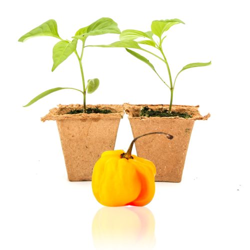 Pepper Joe's Yellow Scotch Bonnet pepper plants for sale