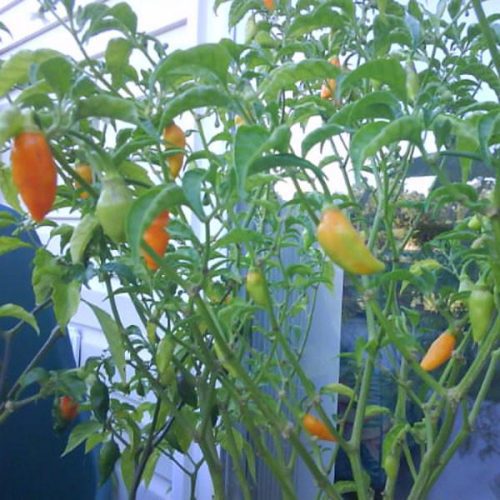 datil hot pepper pepper joes 600x 11f79603 d38a 47f0 ad35 c1747ddea579