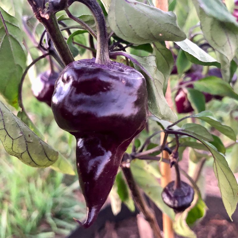 purpleufopepper