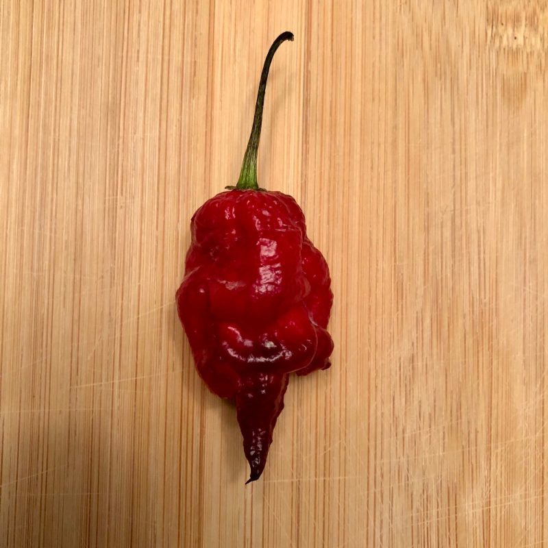 reaper sbagliato chili pepper pod