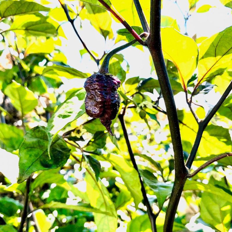 reaper sbagliato growing