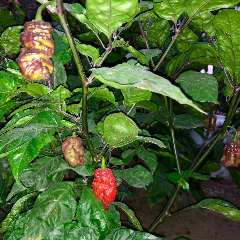 reaper sbagliato peppers growing