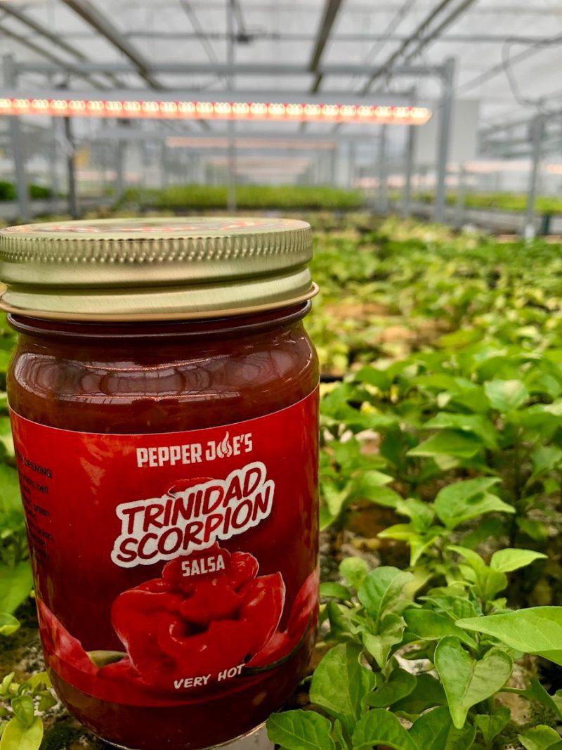 scorpion salsa in scorpion seedlings